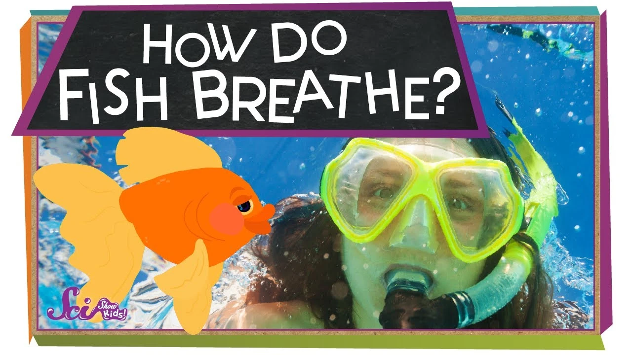 How Do Fish Breathe? | Animal Science for Kids
