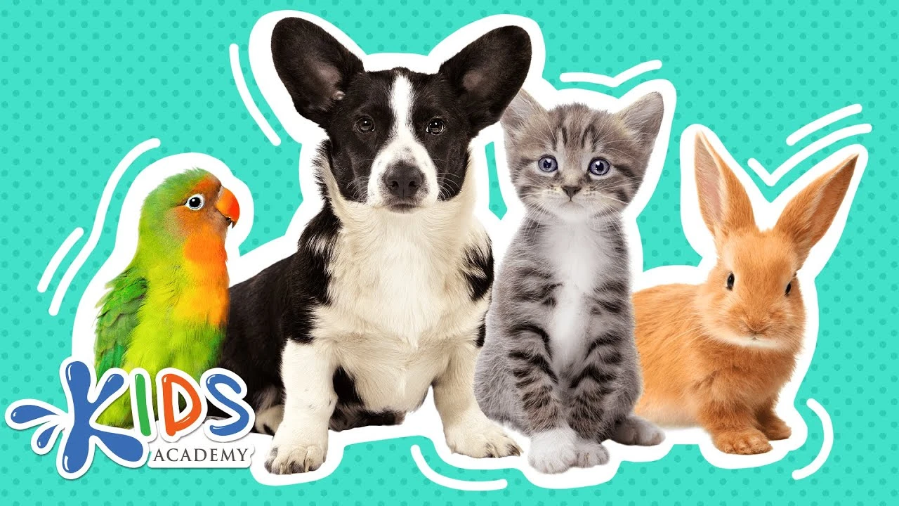 Pets | Learn more about pets for kids